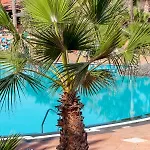 Oasis Fuerteventura